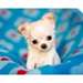 Magnifiques chiots Chihuahua disponible maintenant - photo 1