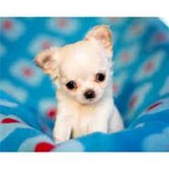Magnifiques chiots Chihuahua disponible maintenant