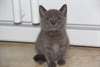 Chatons chartreux non LOOF - photo 1