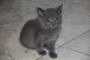 Chatons chartreux non LOOF - photo 2
