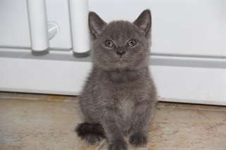 Chatons chartreux non LOOF