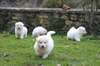 Chiots berger blanc suisse - photo 1