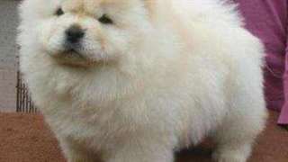 Chow chow maintenant prêt