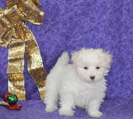 2 chiots  types  bichon maltais  disponible