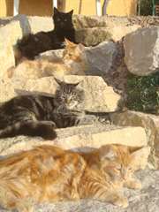 chaton male et femelle type Maine coon