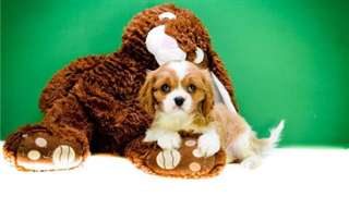 joils chiots cavalier king charles