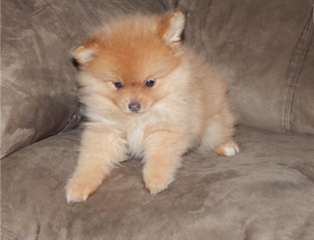 tr&#232;s beaux b&#233;b&#233;s chiots type spitz,