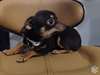 Super chiots type chihuahua - photo 1
