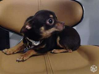 Super chiots type chihuahua