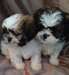 chiots shih tzu prêt à aller maintenant - photo 2