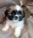 chiots shih tzu prêt à aller maintenant - photo 3