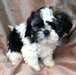 chiots shih tzu prêt à aller maintenant - photo 4