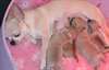 Superbes Chiots Chihuahua Pure Race Poils Courts - photo 1