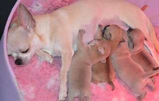Superbes Chiots Chihuahua Pure Race Poils Courts