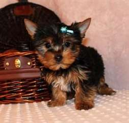 Doux chiots Yorkie tasse de maintenant disponibles