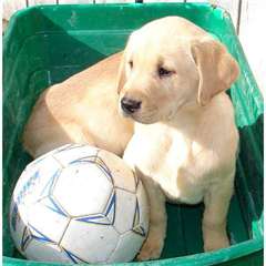 CHIOTS LABRADOR  DISPONIBLE POUR UNE BONNE MAISON