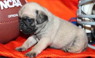 Les chiots carlin super mignons pour Adoption