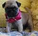 magnifiques chiots carlin pour adoption - photo 1