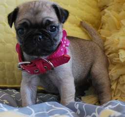 magnifiques chiots carlin pour adoption