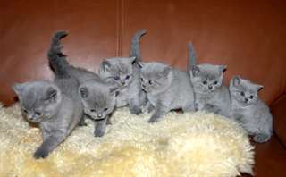 Chatons British Shorthair à vendre