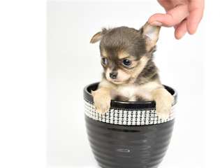 Superbes chiots chihuahuas chocolat