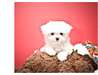 Chiots d'apparence bichons maltais non lof - photo 1