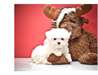 Chiots d'apparence bichons maltais non lof - photo 2