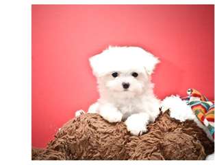 Chiots d'apparence bichons maltais non lof