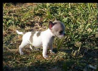 A donner bb chiot chihuahua femelle Irma