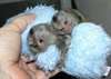 singes doigt b&#233;b&#233; ouistiti pour adoption. - photo 1