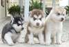 Mâle et femelle Husky de Sibérie Puppys - photo 1