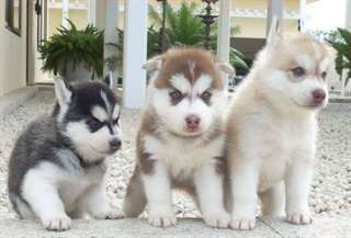 Mâle et femelle Husky de Sibérie Puppys