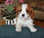Chiots mignons - photo 1