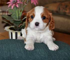 Chiots mignons
