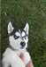 siberian husky chiots pour Adoption - photo 1
