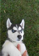 siberian husky chiots pour Adoption