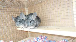 Deux belles Homme et Femme de 2 ans Chinchilla