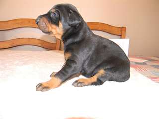 Doberman pinscher pure race grandes Valentin