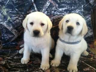Chiots Labrador anglais blanc