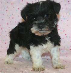 KC petit et chiots schnauzer mini jouet