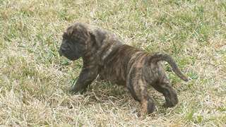 mignons et adorables chiots Presa Canario