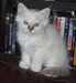 Adorable baby Burmese - photo 1