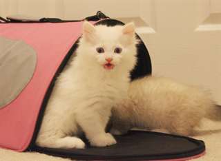 Munchkin adorables chatons