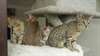 Beaux chatons Ocicat &#224; vendre - photo 1