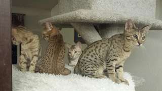 Beaux chatons Ocicat &#224; vendre