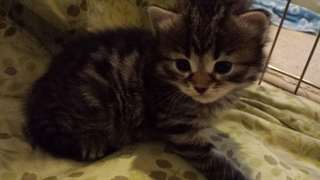 Adorable bien socialisés chatons sibérien disponib