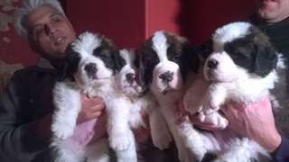 Saint Bernard chiots