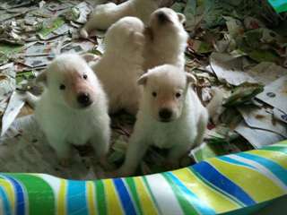 Chiots bergers blancs Kingland Kennels