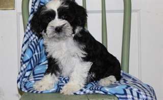 Gorgeous akc reg tibétain terrier chiots pour adop