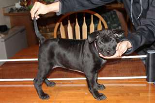 Chiot femelle Ridgeback thaï - noir